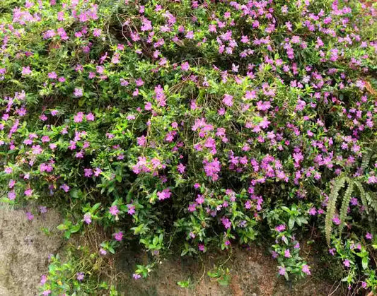 Mexican Heather