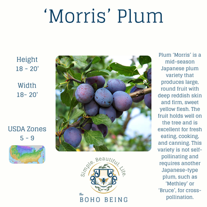 Fruit Trees - 3 Gallon Containers