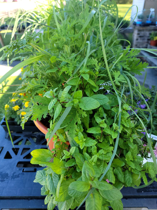 Mosquito Combo Mix Patio Pot