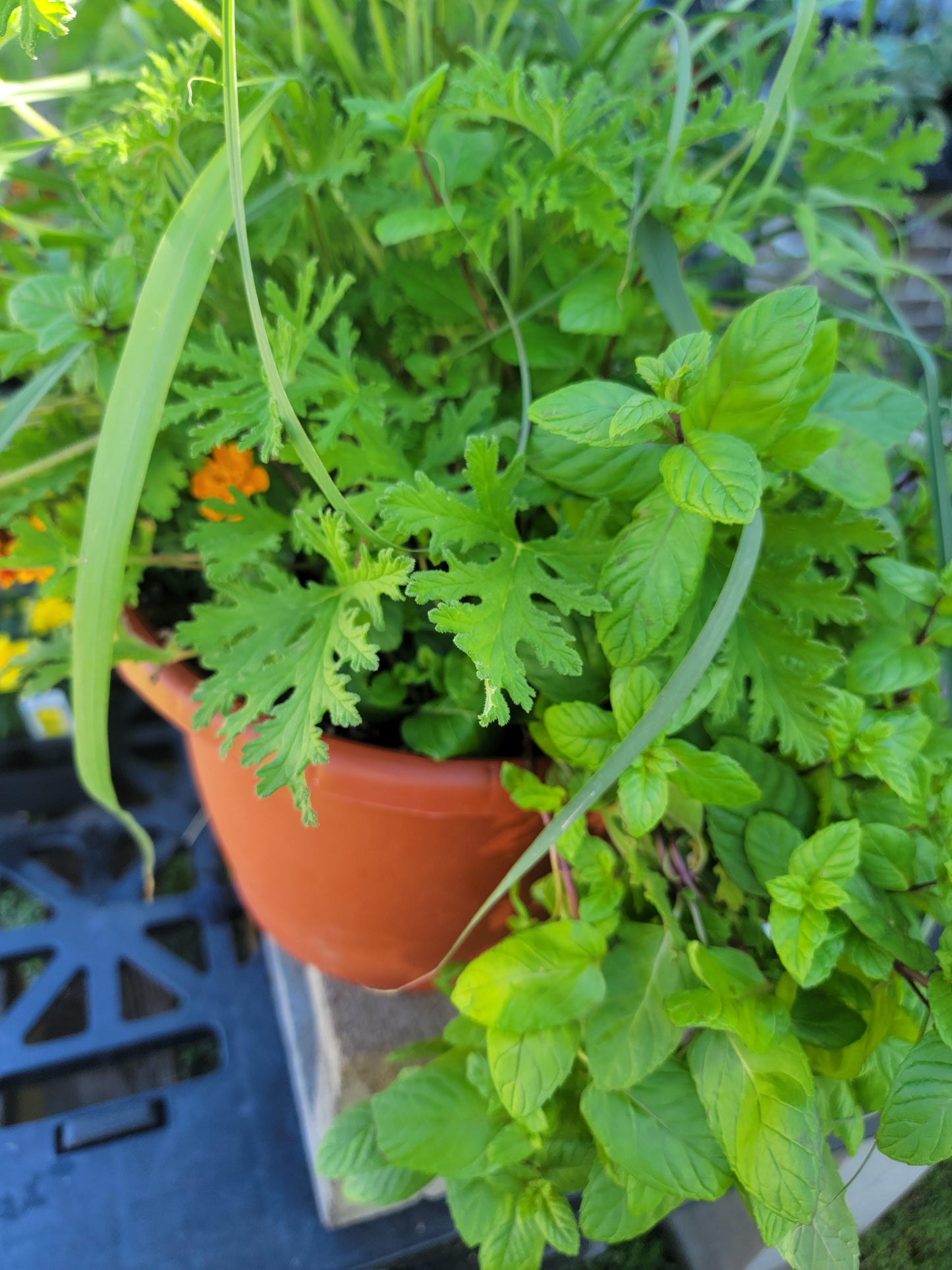 Mosquito Combo Mix Patio Pot