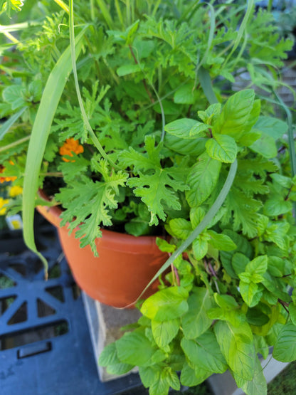 Mosquito Combo Mix Patio Pot