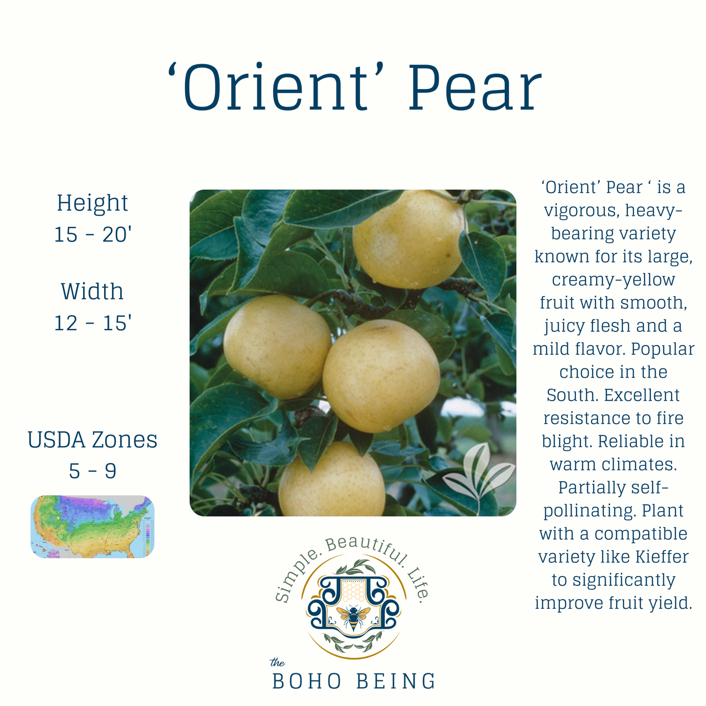 Fruit Trees - 3 Gallon Containers