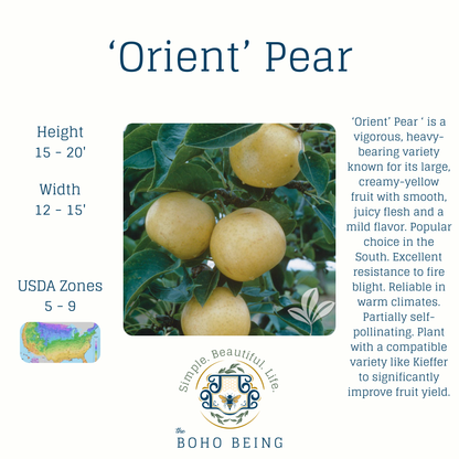 Fruit Trees - 3 Gallon Containers