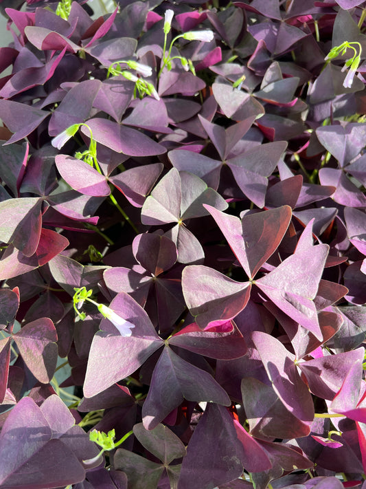 Oxalis Purple