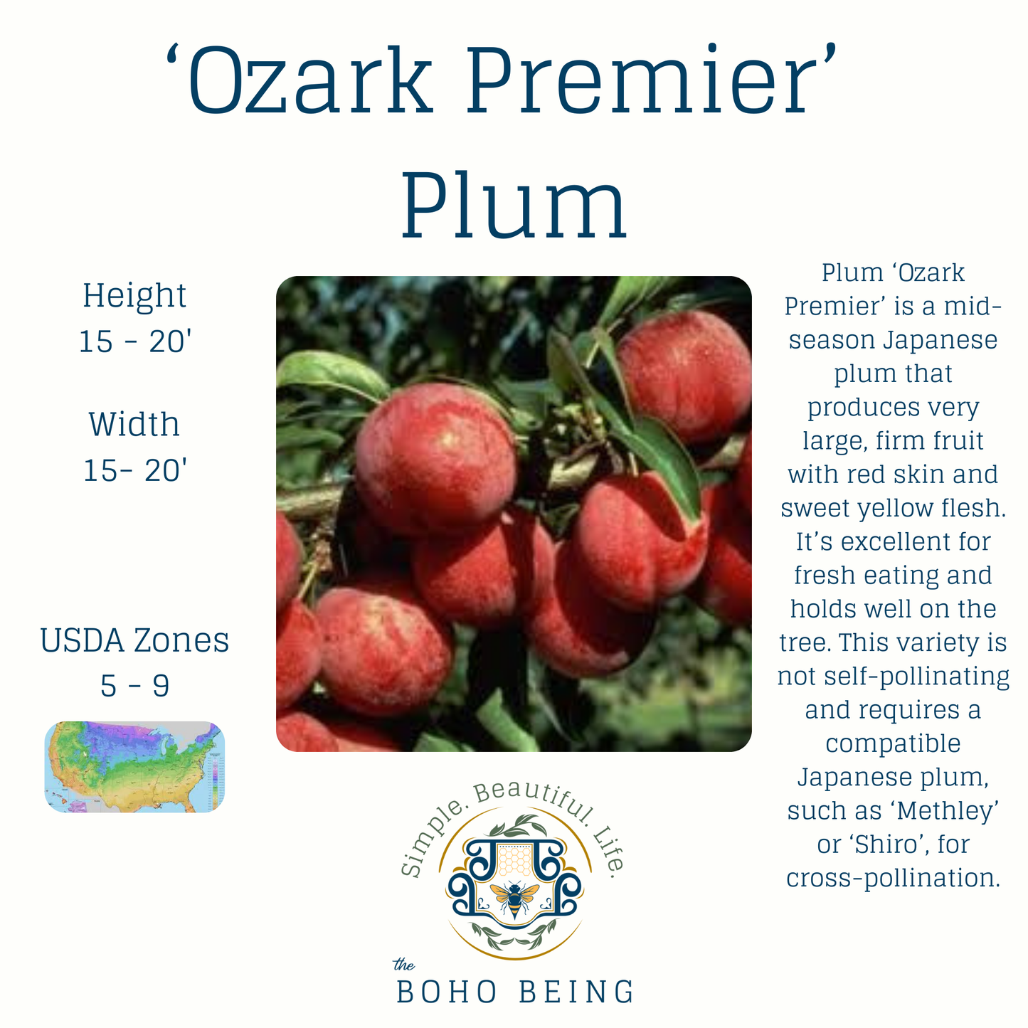 Fruit Trees - 3 Gallon Containers