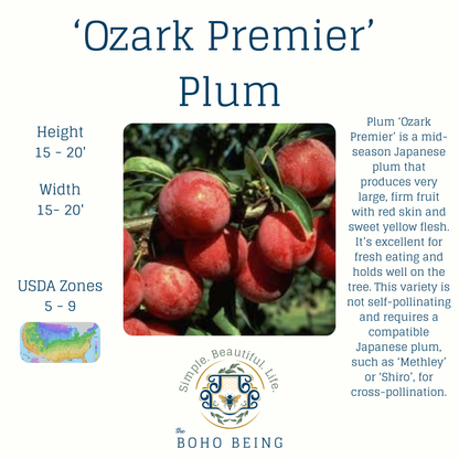 Fruit Trees - 3 Gallon Containers