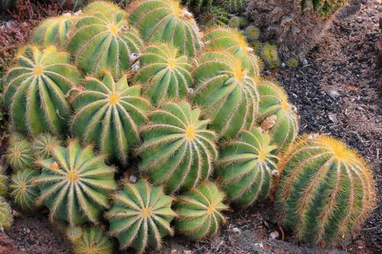 Parodia Magnifica