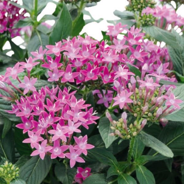 Pentas Graffiti™ Ultra Violet