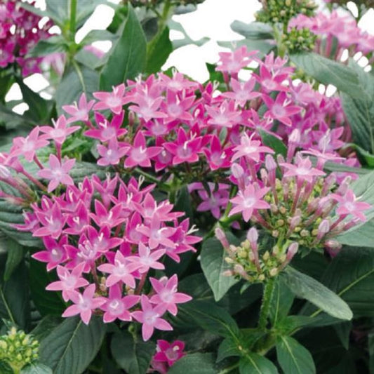 Pentas Graffiti™ Ultra Violet