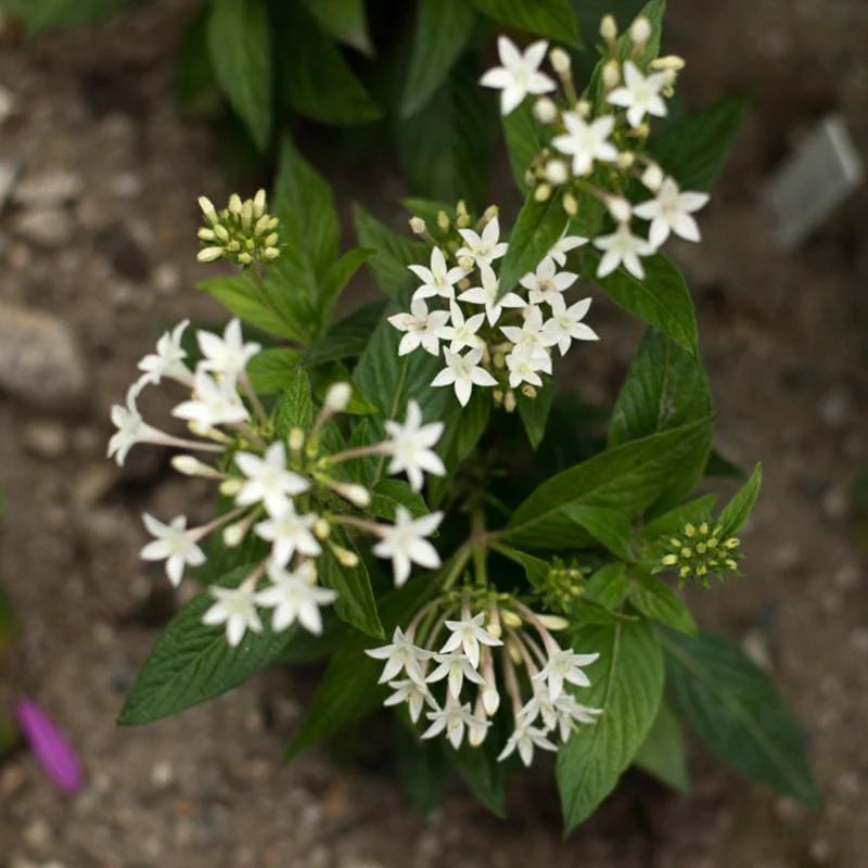 Pentas Graffiti™ White