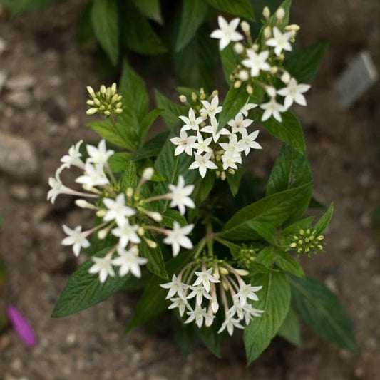 Pentas Graffiti™ White