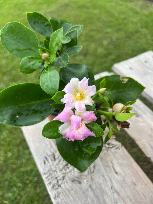 Pereskia Plant For Sale Flower