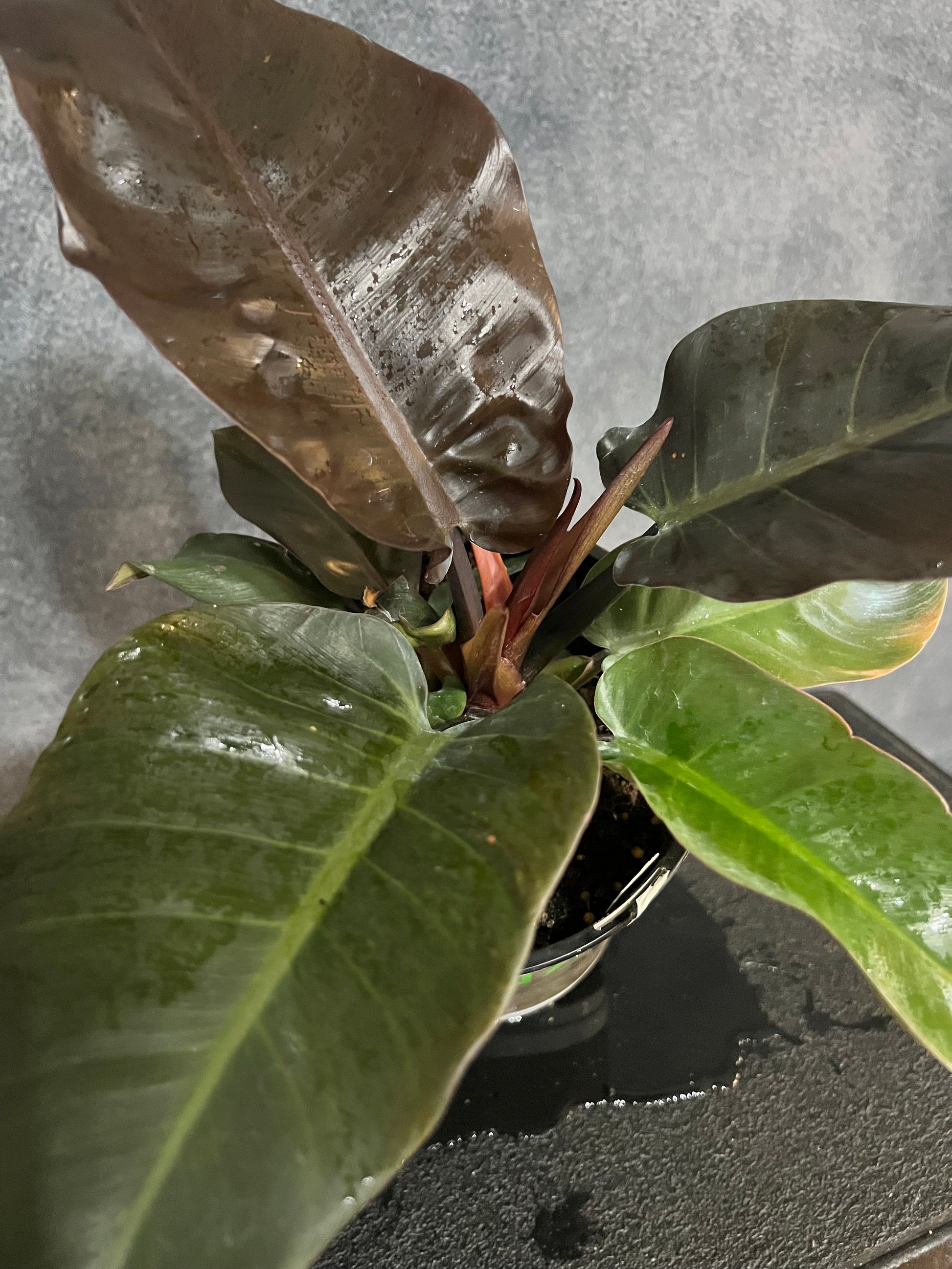 black philodendron plant Philodendron Black Cardinal – The Boho Being, LLC