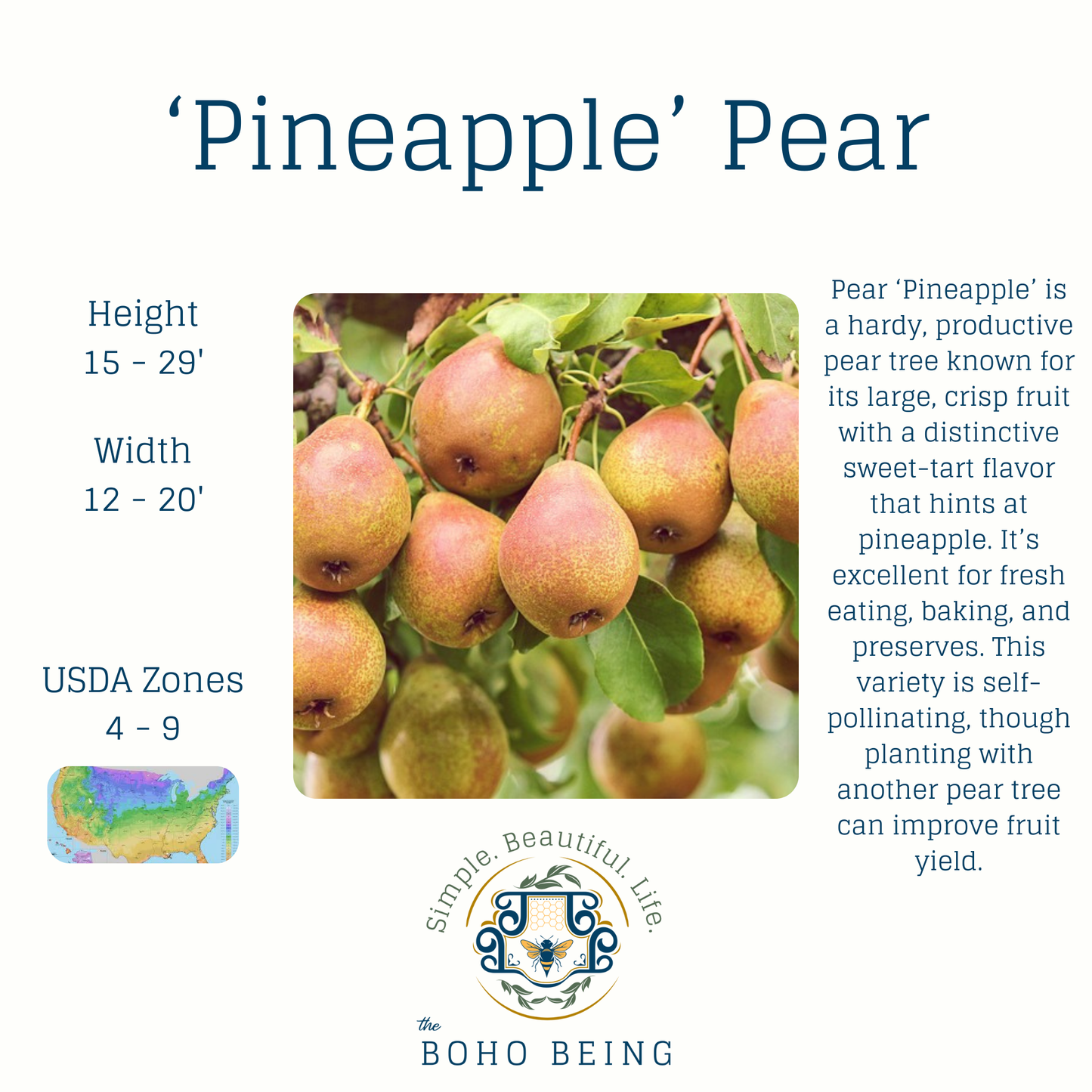 Fruit Trees - 3 Gallon Containers