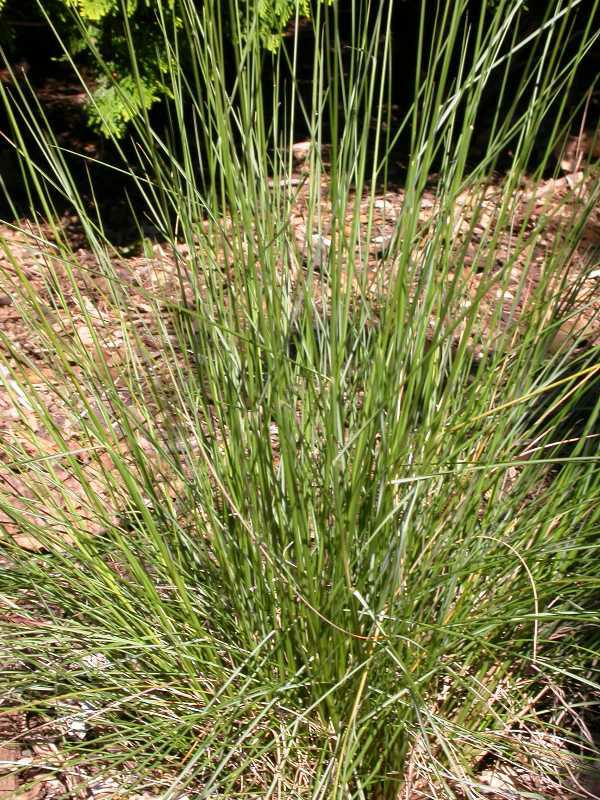 Pink Muhly Grass (Muhlenbergia capillaris)