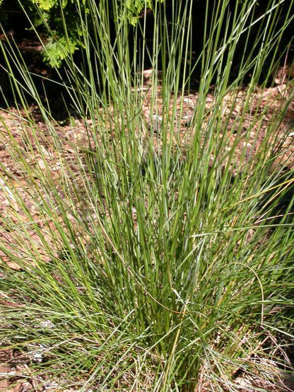 Pink Muhly Grass (Muhlenbergia capillaris)