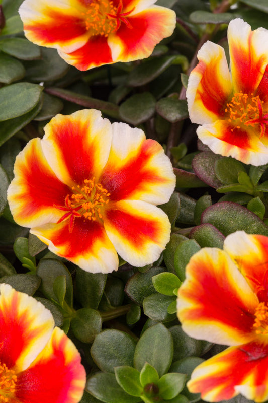 Portulaca Sea Glass 'Mango Mojito'