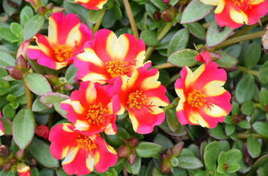 Portulaca Watermelon Punch