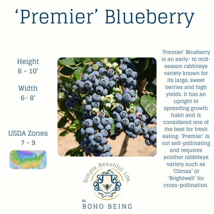 Berries - 2-3 Gallon Containers