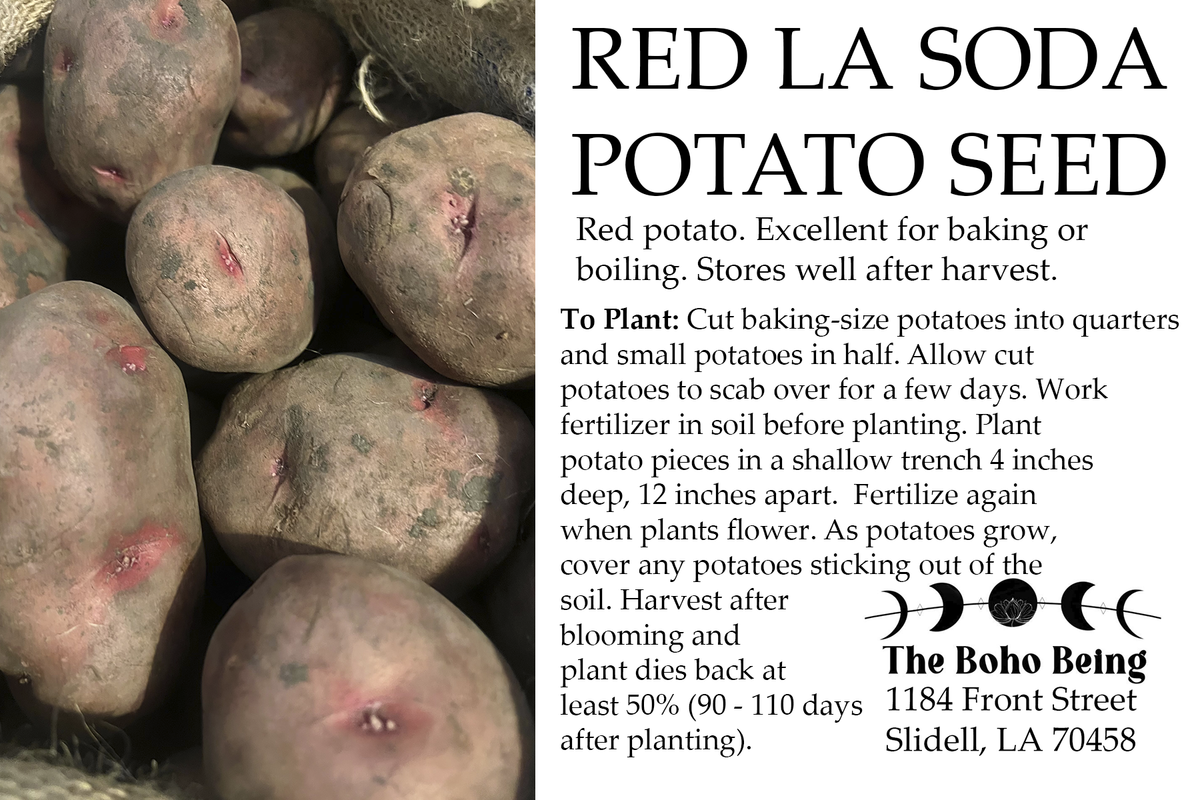 Lasotha Seeds, Red LaSota Potato Seed 5 pounds – The Boho Being, LLC