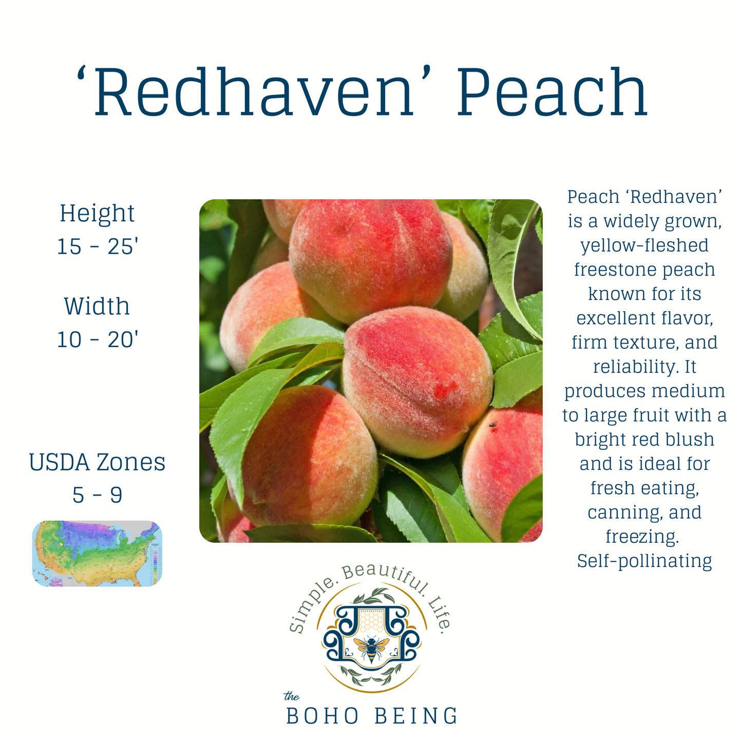 Fruit Trees - 3 Gallon Containers