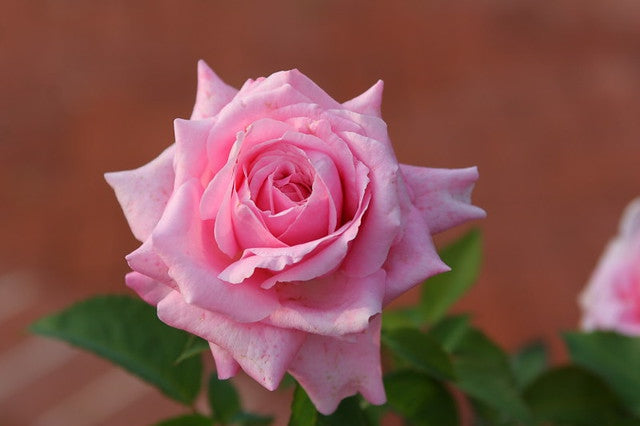 Rose, Belinda's Dream