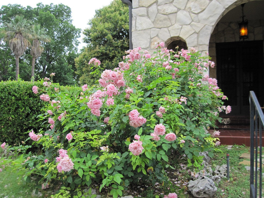 Rose, Belinda's Dream