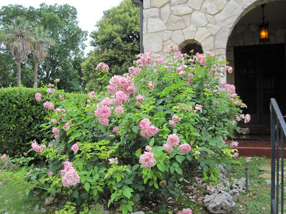 Rose, Belinda's Dream