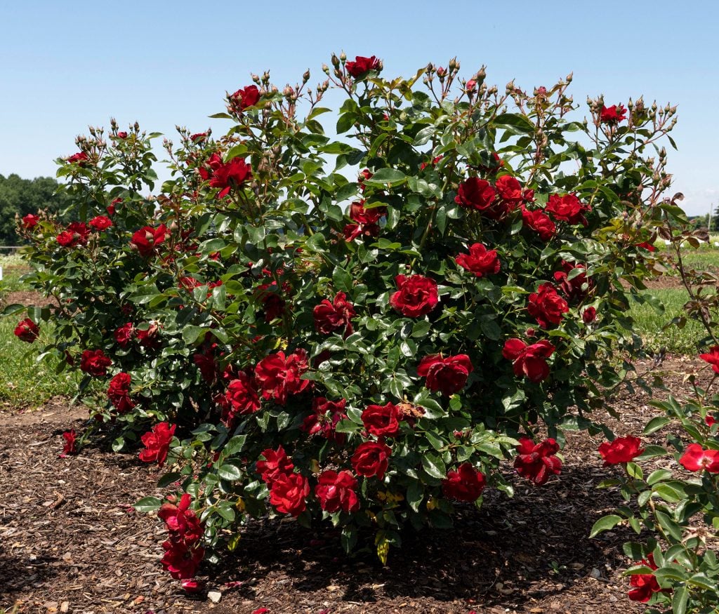 Rose, Brick House