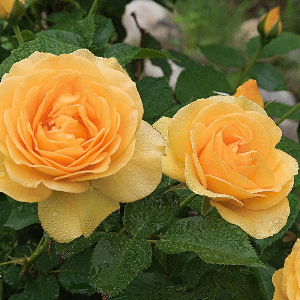 Rose, Julia Child PP#18473