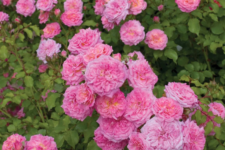 Rose, Sweet Drift