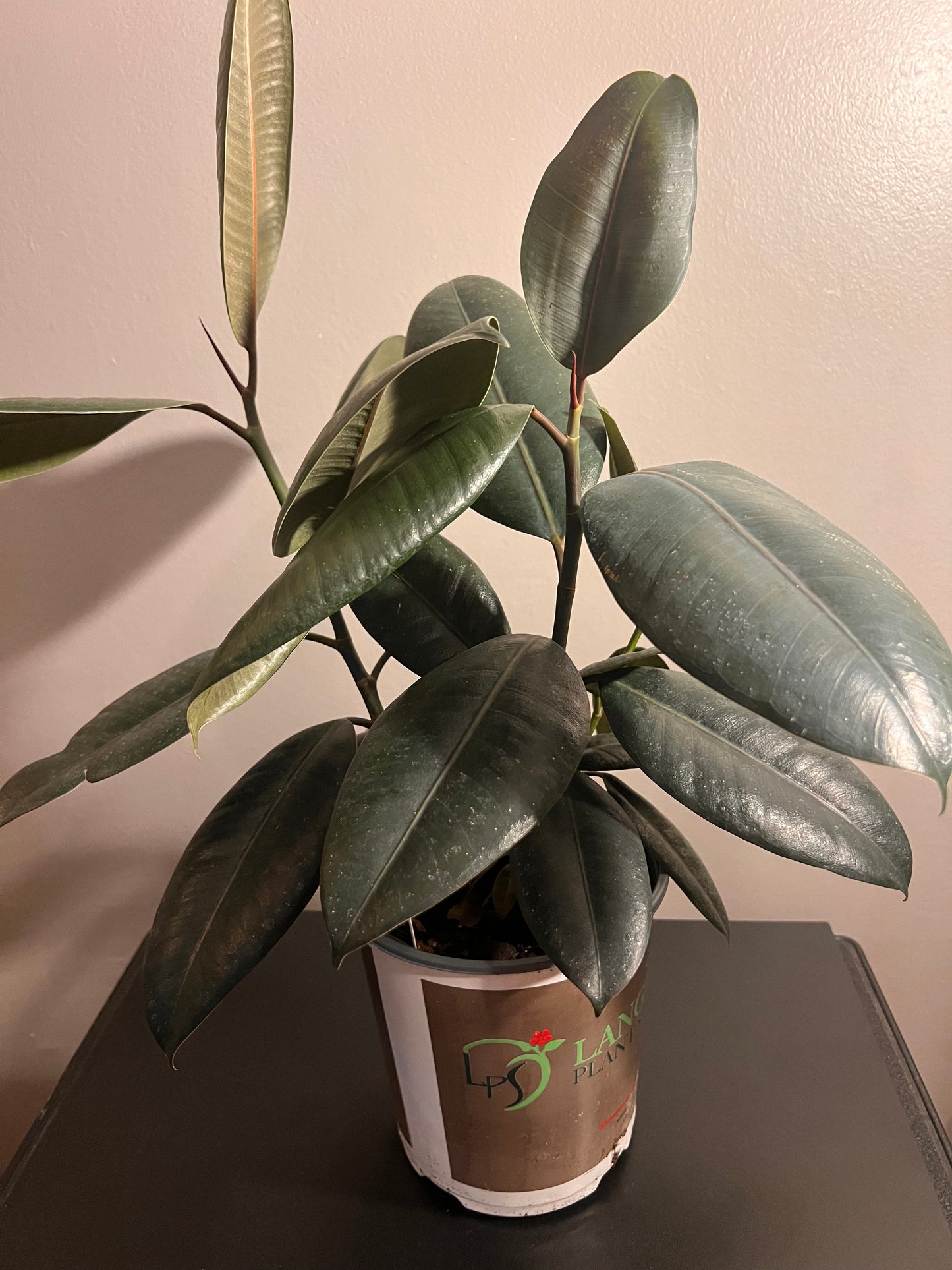 Rubber Tree Ficus