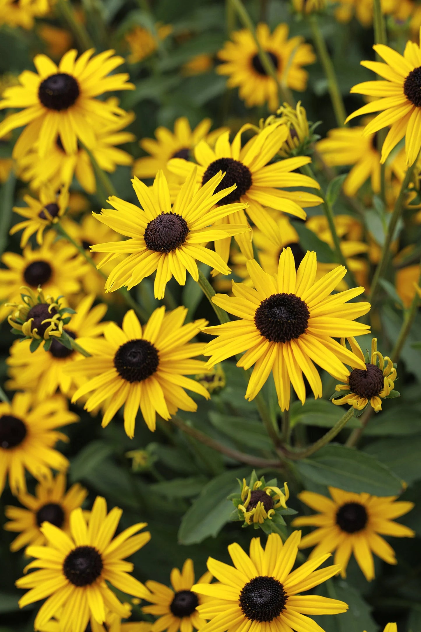 Rudbeckia 'Early Bird Gold'