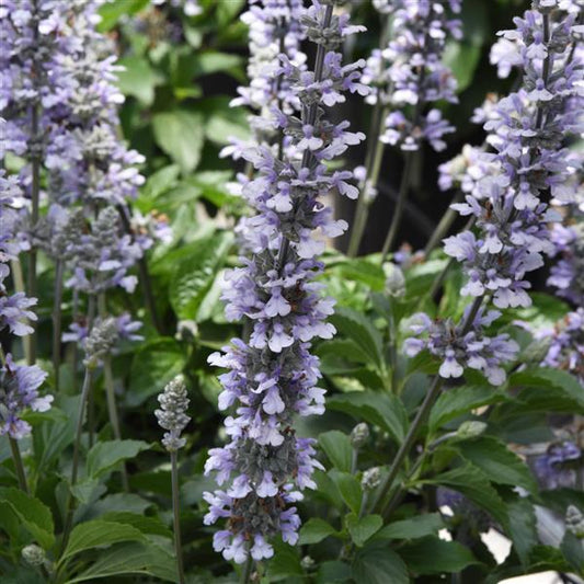 Salvia Blue Chill PP#33971