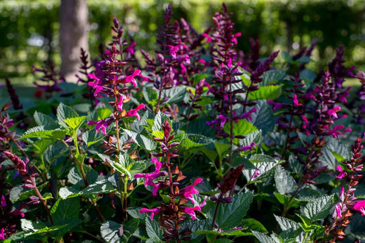 Salvia ‘Fuchsia’