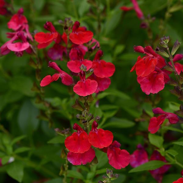 Salvia, ‘Mirage Cherry Red’ PP#28527