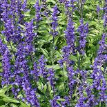  Salvia ‘Rhea’  purple blue blooms