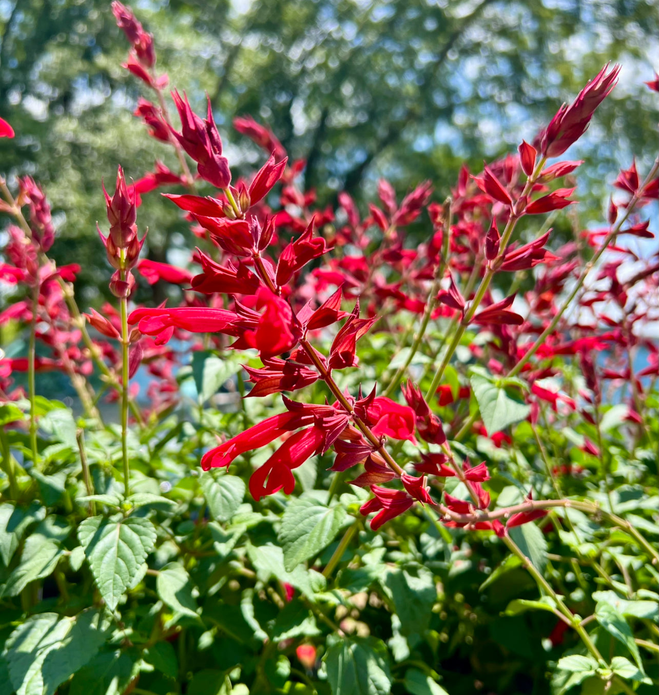 Salvia 'Roman Red' flower blooms close-up