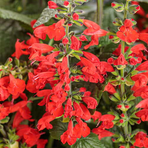 Salvia ‘Unplugged Red'