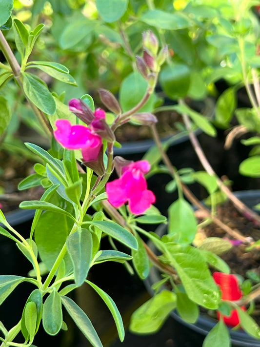 Salvia greggi