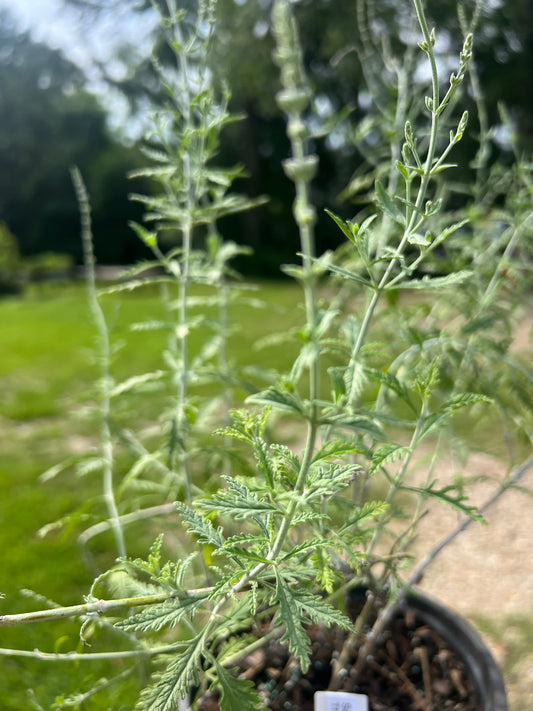 Salvia yangii 'Russian Sage'