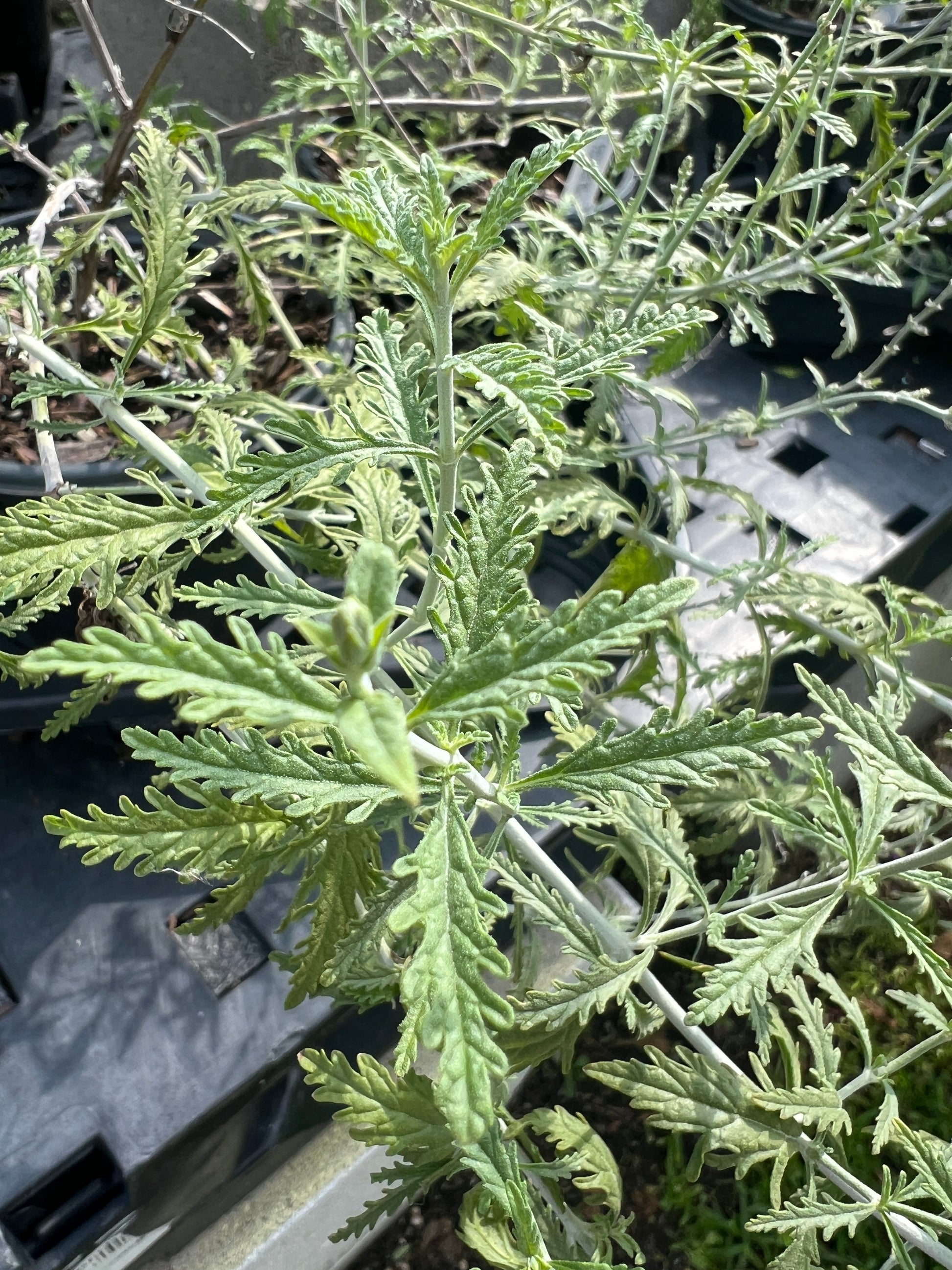 Salvia yangii 'Russian Sage'