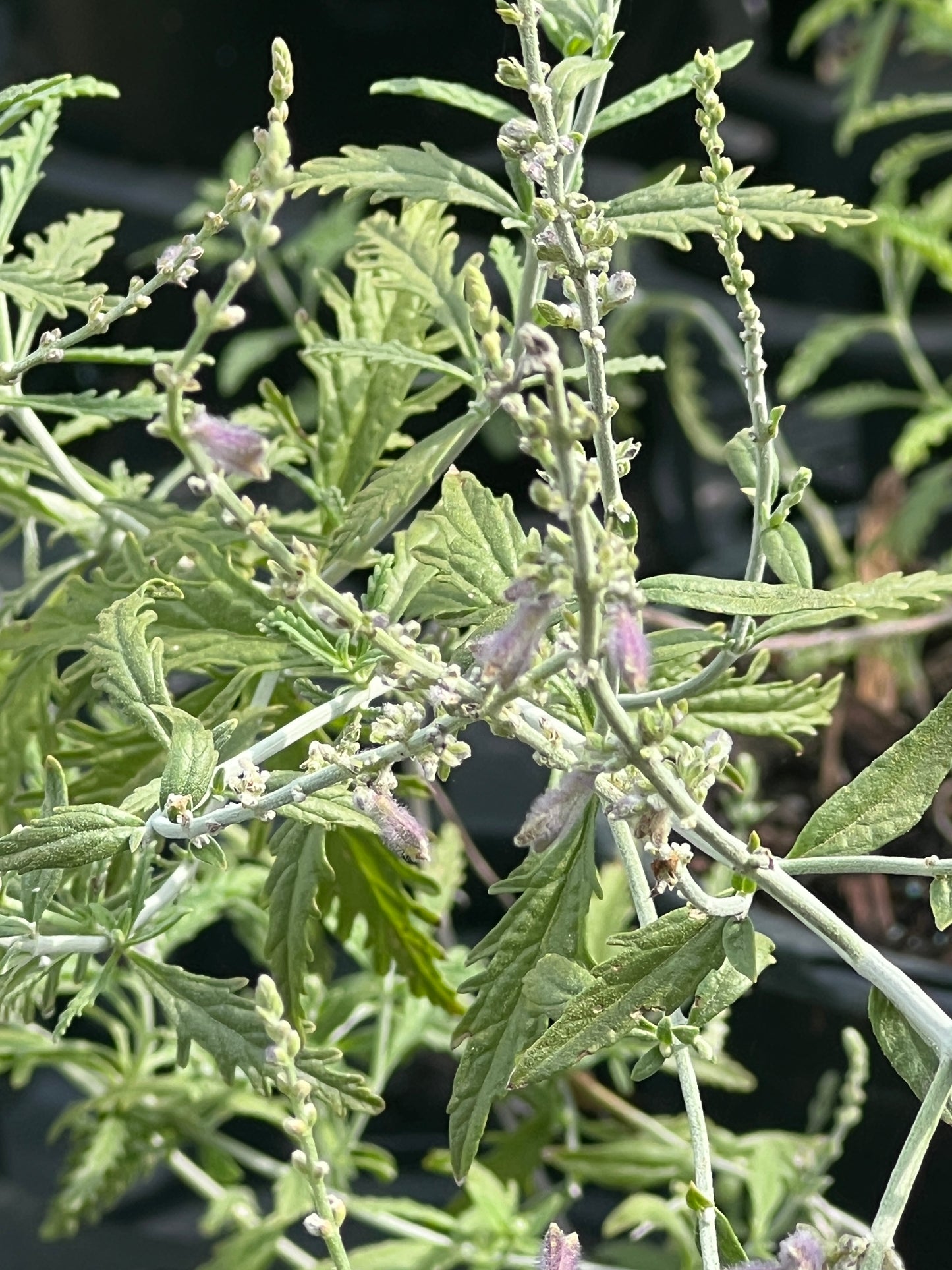 Salvia yangii 'Russian Sage'