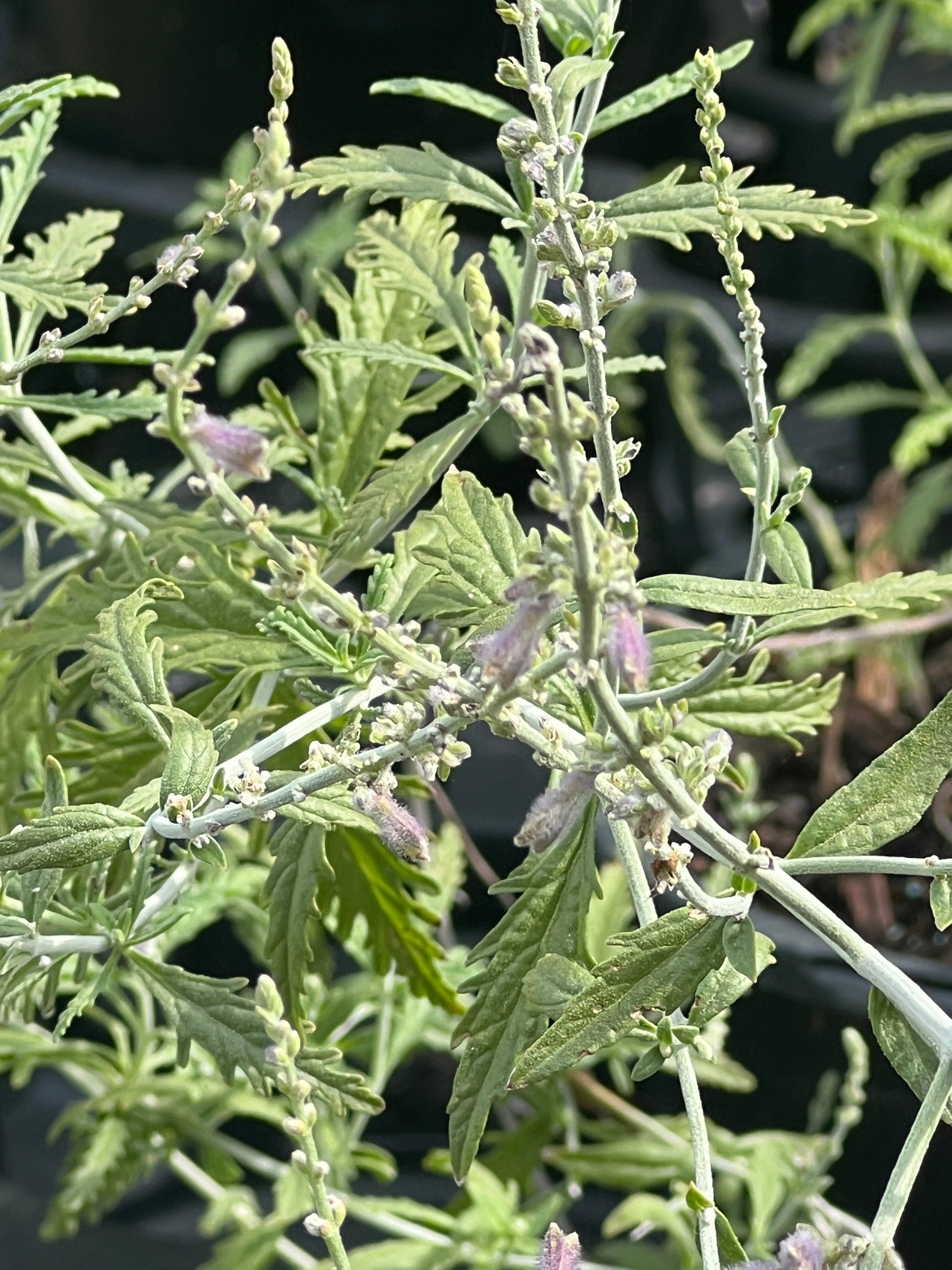 Salvia yangii 'Russian Sage'