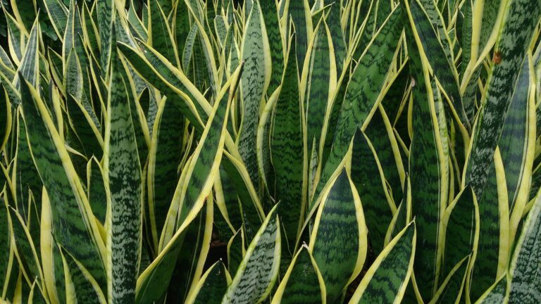 Sansevieria Spp. Snake Plant