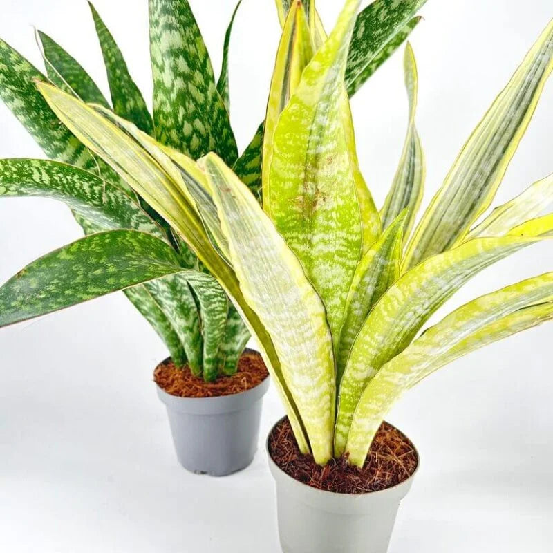 Sansevieria aubrytiana