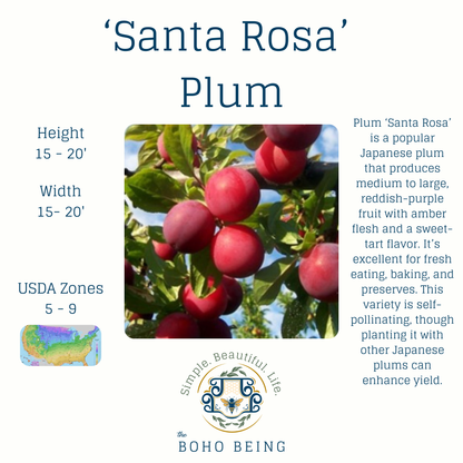 Fruit Trees - 3 Gallon Containers