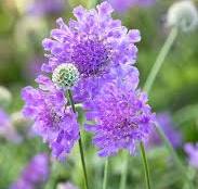 Scabiosa Laurie