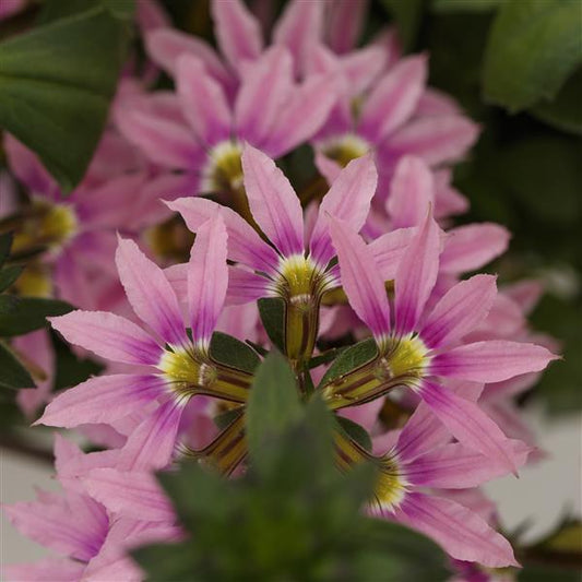 Scaevola  Fanatix Pink