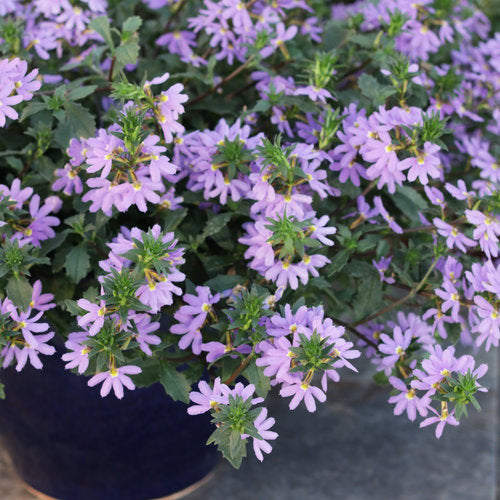 Scaevola Whirlwind Blue